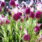 Lavendelsiroop DSC00912