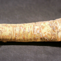 Siroop van mierikswortel IMG 38551