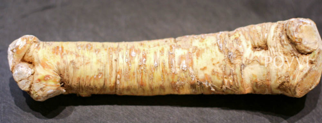 Siroop van mierikswortel IMG 38551