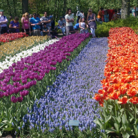 Keukenhof Image0356