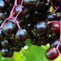 Vlierbessenconfituur met appels, Bazová marmeláda s jablkami DSC01565 001