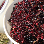 Vlierbessenconfituur, Džem z bazy čiernej DSC01570