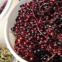 Vlierbessenconfituur, Džem z bazy čiernej DSC01570