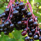 Vlierbessenconfituur, Bazový lekvár, Elderberry jam DSC01565