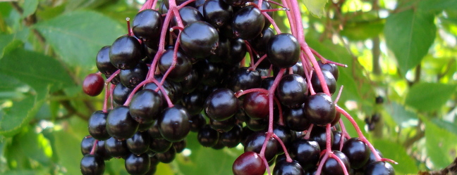 Vlierbessenconfituur, Bazový lekvár, Elderberry jam DSC01565