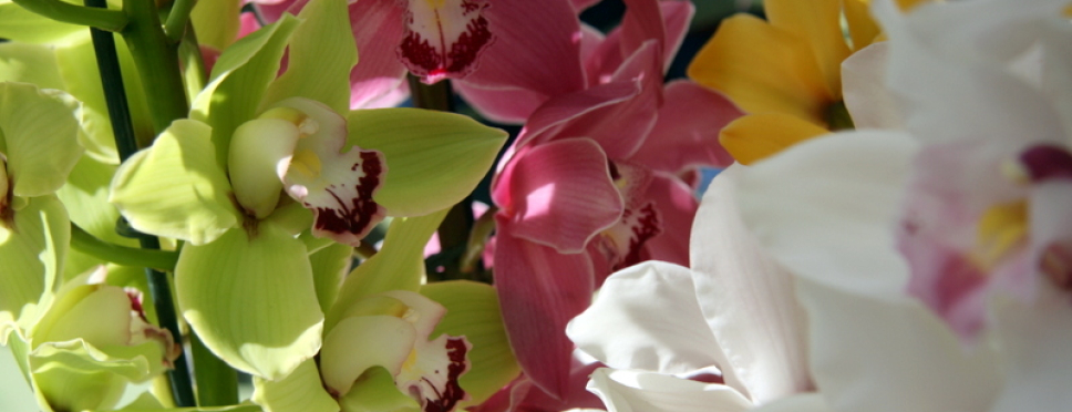 Bloemen tentoonsteling- Keukenhof 2013 IMG 63481