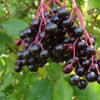 Elderberry cough syrup ® DSC0156511