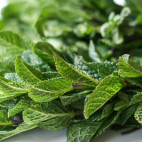 Muntsiroop IMG 4361 2