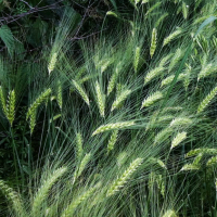 Celiakia – cesta k novým obzorom IMG 2025