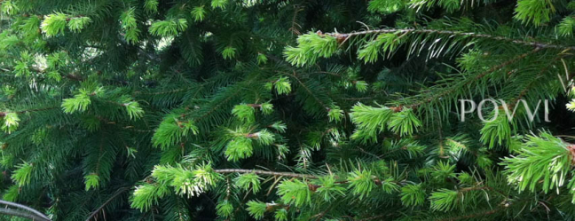 Dennensiroop tegen bronchitis IMG 2585