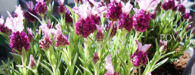 Lavendel : culinaire en decoratieve DSC00912