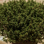 Tijm-hoestensiroop IMG 1182