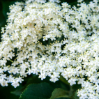 Elderflower cordial IMG 6922 4