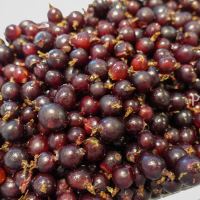 Josta Elderflower cordial ® DSC05660