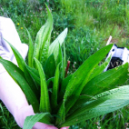 Plantain syrup IMG 1976