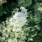 Elderflower honey IMG 6933