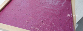 Black currant Joconda ® DSC06774