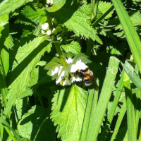 a oni žasli nad Jeho učením, lebo Jeho Slovo malo moc IMG 1766