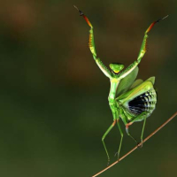 Verím v Boha zázrakov Chrobak