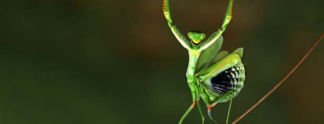 Verím v Boha zázrakov Chrobak