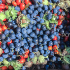 Sleedoorn confituur IMG 7914